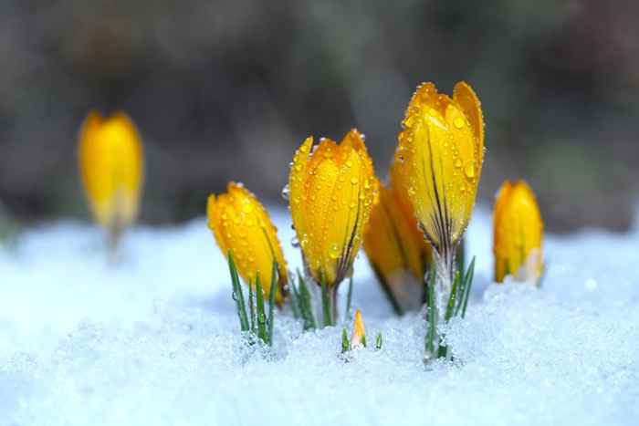 5 fleurs qui peuvent prospérer en hiver, disent les experts