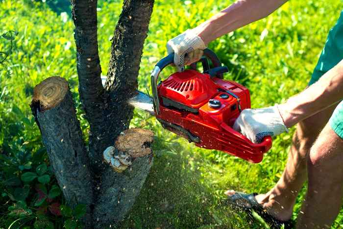 5 Árvores invasoras que você precisa remover do seu quintal imediatamente