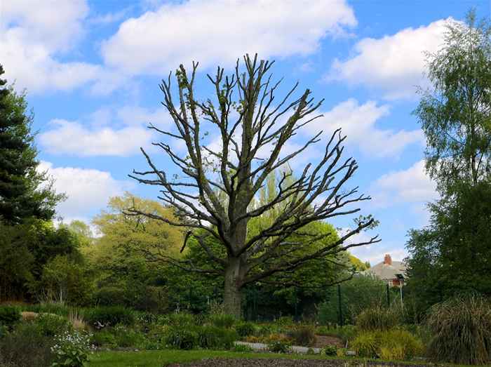 5 segni che gli insetti invasivi stanno lentamente uccidendo i tuoi alberi