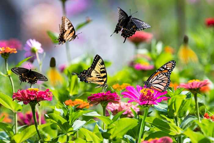 6 Möglichkeiten, nach Ansicht von Experten Schmetterlinge in Ihren Garten zu gewinnen