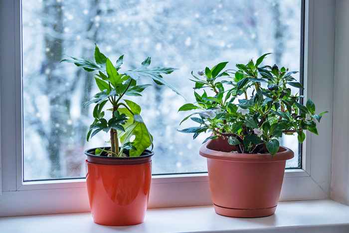 7 plantas de interior que sobrevivirán al invierno, según expertos