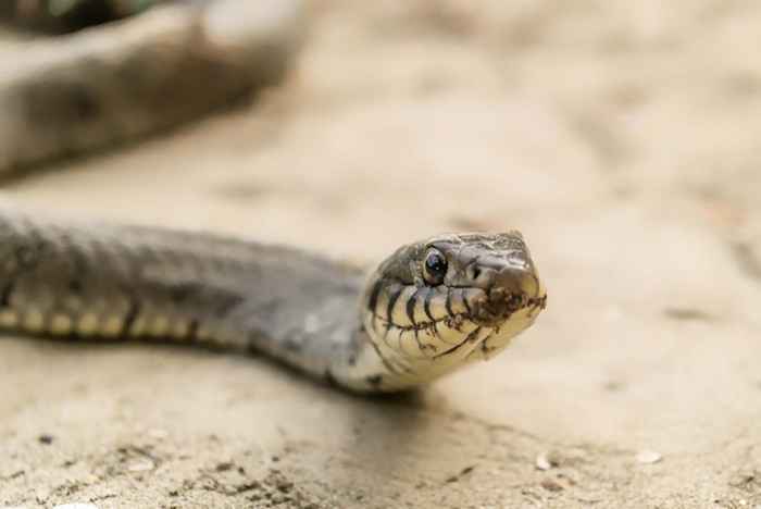 7 modi per respingere i serpenti la tua dispensa, secondo gli esperti