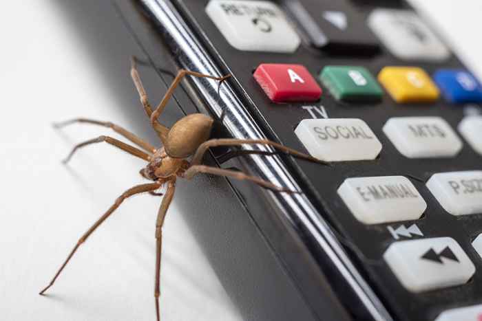 8 maneiras de convidar aranhas para sua casa, de acordo com especialistas