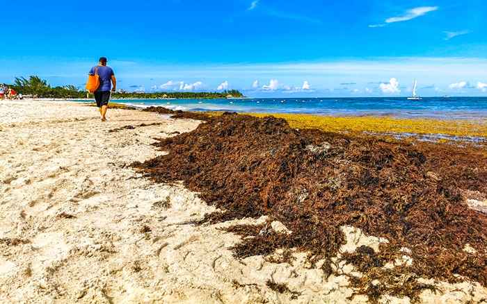Se espera que la gota de algas tóxicas gigantes se espera que golpee la U.S.-Como podría arruinar tu verano