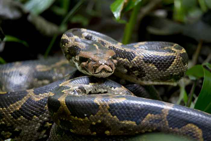 Pythons invasivos de 200 libras estão se espalhando no U.S.-E a erradicação não é possível