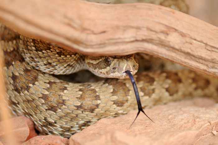 Es la temporada de serpientes de nuevo, ya que es cómo detectarlos y evitarlos, dicen los expertos
