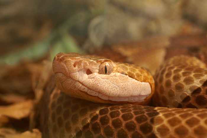 Tjenestemenn advarer slangesesongen begynner tidligere i år til å bli dårlig