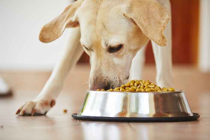 Purina Dog Food vendu à l'échelle nationale a rappelé une toxicité potentielle, la FDA prévient