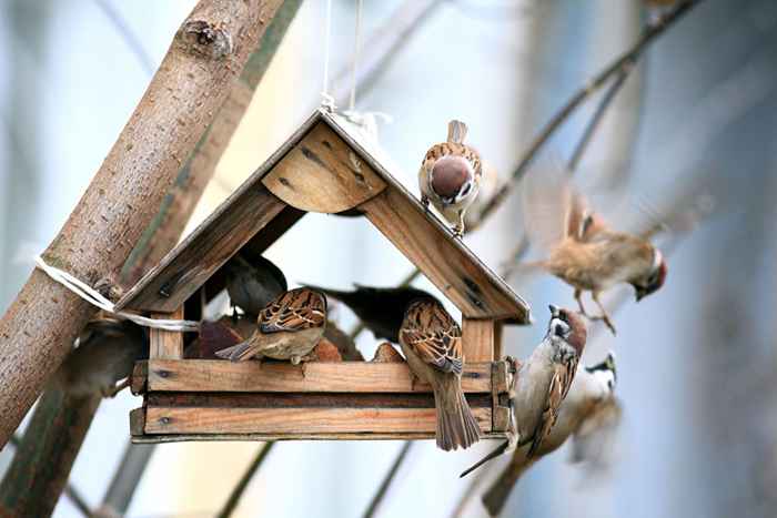 Les chercheurs disent que l'écoute des oiseaux peut aider à soulager la dépression