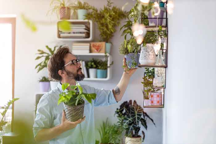 Parlare con le tue piante d'appartamento potrebbe aiutarli a crescere, gli esperti dicono che è la scienza