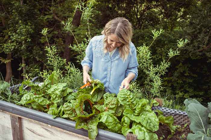 Las 5 mejores verduras para plantar para principiantes, dicen los expertos