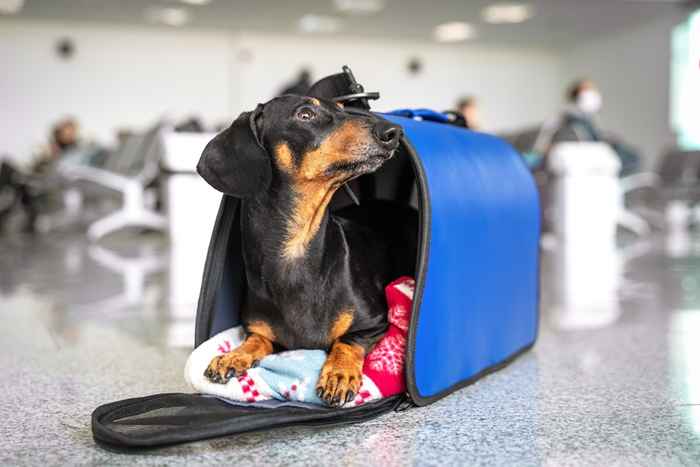 TSA emite una nueva alerta sobre llevar a las mascotas a través de la seguridad del aeropuerto