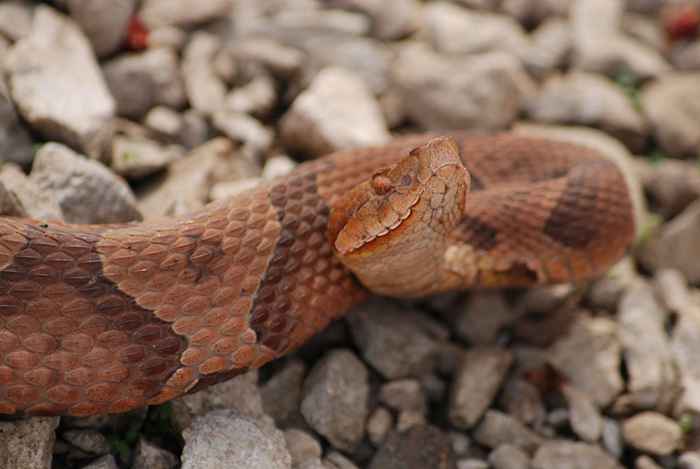 Dwa przekąski Copperhead zgłoszone jako sezon węża zaczyna się tam, gdzie się ukrywali