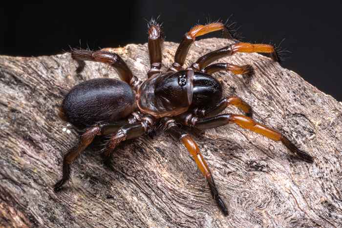 Très grandes espèces d'araignées découvertes où il se cache peut-être