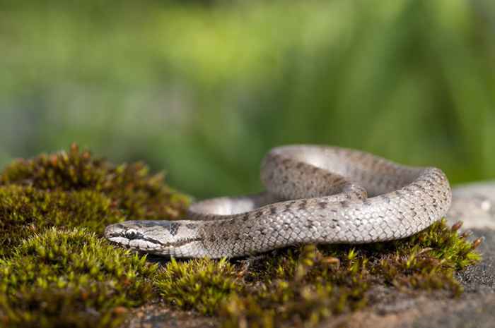 4 modi per sapere se un serpente è velenoso, secondo gli esperti