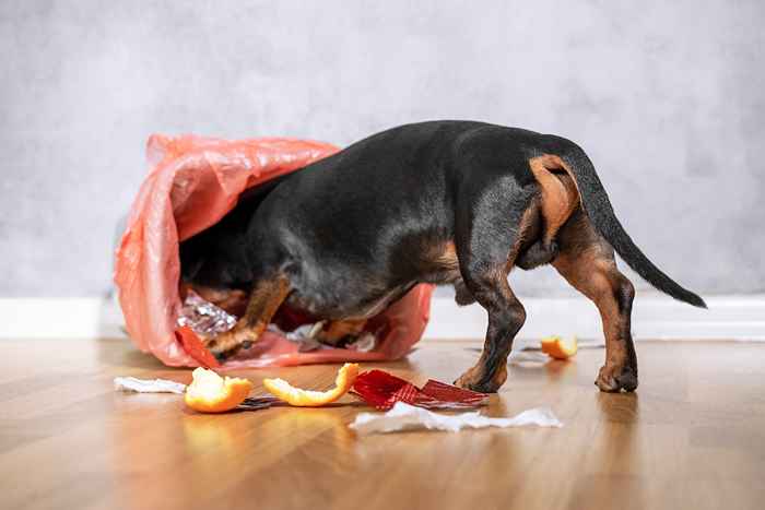 5 articoli per la casa che non sapevi fossero tossici per i cani, dicono i veterinari