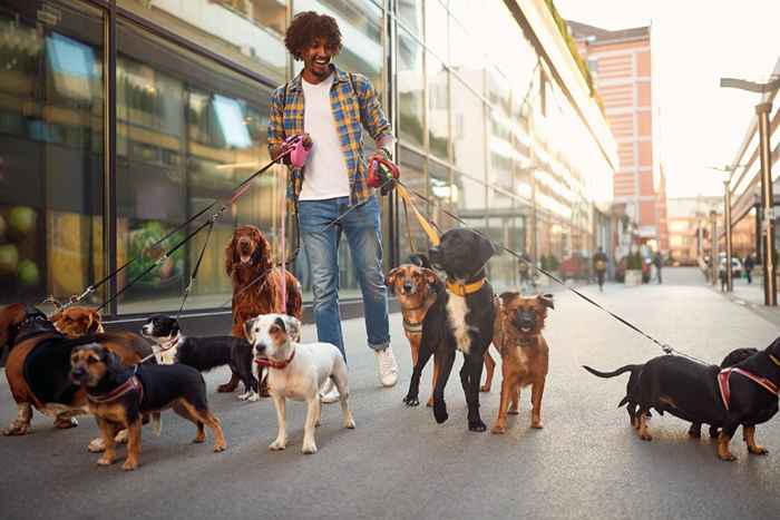 5 secretos de ex paseadores de perros