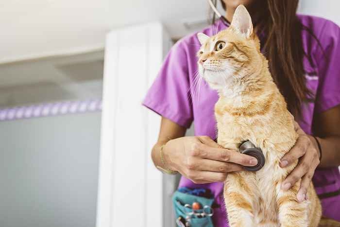 5 hemmeligheter veterinærer forteller deg ikke om katten din