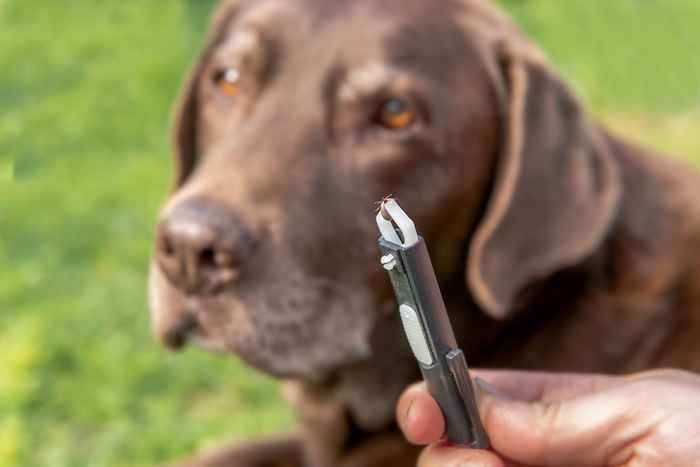 5 maneiras de manter seu cão protegido contra carrapatos, de acordo com os veterinários