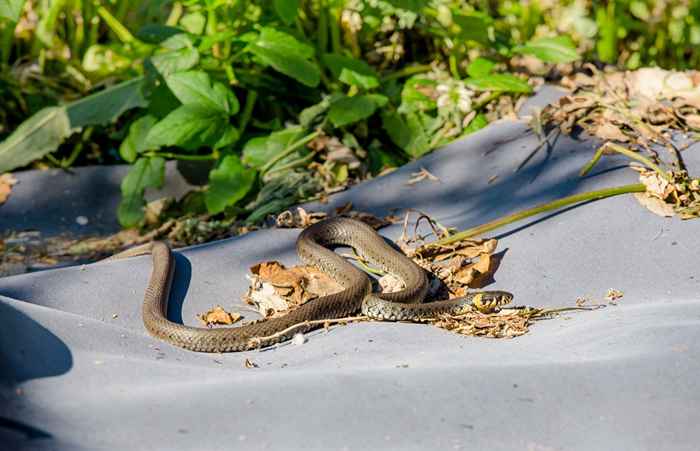 6 piante comuni che tengono i serpenti fuori dal tuo cortile, dicono gli esperti