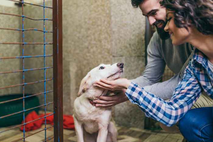 6 perguntas a serem sempre feitas ao adotar um cachorro, de acordo com os veterinários