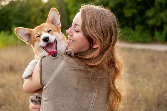 6 motivi che i corgis sono grandi animali domestici, secondo i veterinari ed esperti di cani