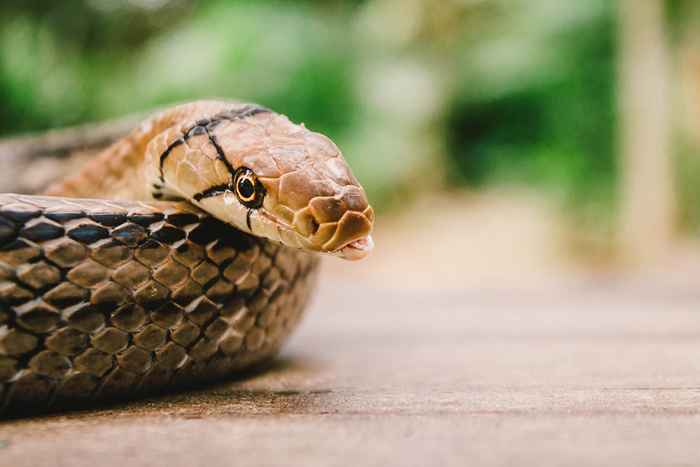 6 razões pelas quais as cobras vêm em sua casa, dizem os especialistas