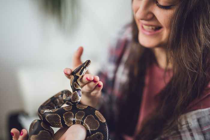 6 reptiles qui font de grands animaux de compagnie, selon les experts