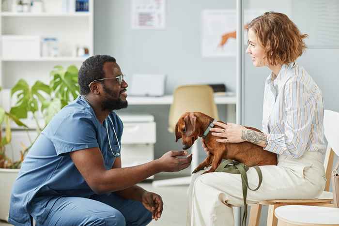 6 Secretos Los veterinarios no te están diciendo sobre tu perro