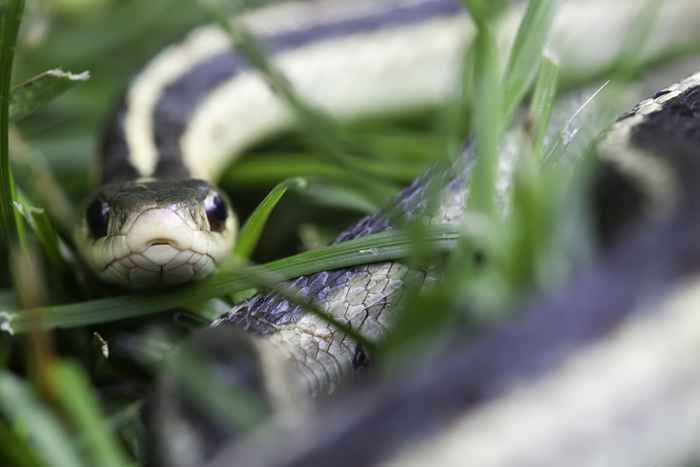 6 posti inaspettati che i serpenti si nascondono nella tua casa, secondo gli esperti