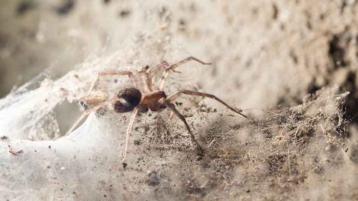 6 formas de a prueba de araña su sótano, según los expertos