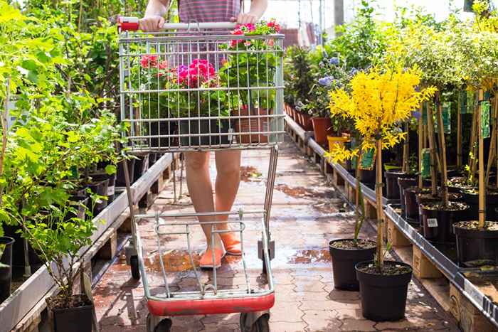 7 plantas que puedes comprar que en realidad son especies invasoras peligrosas