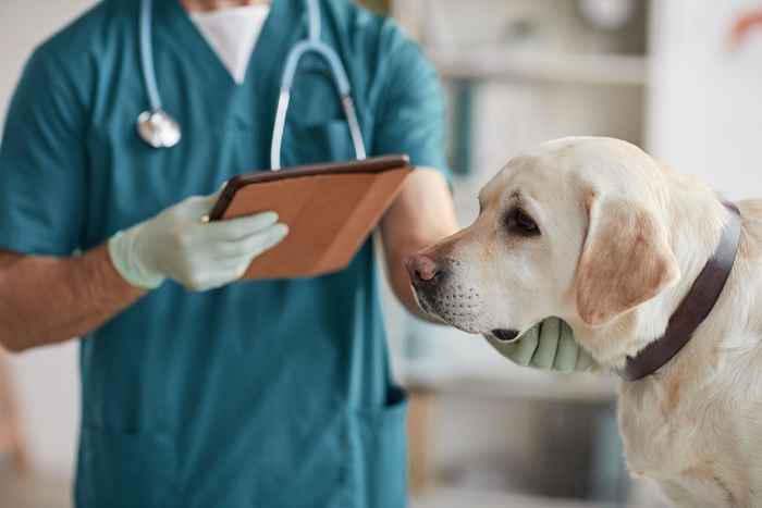 7 razões pelas quais você nunca deve pular a visita anual do veterinário do seu cão