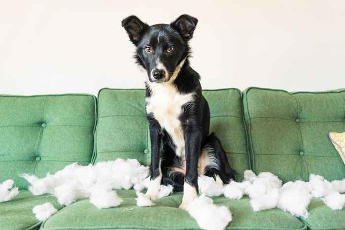 7 tipos de muebles que su perro destruirá, dicen los expertos