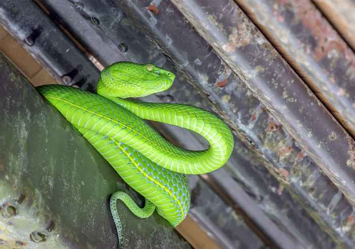 7 façons de résistant aux serpents votre grenier, selon les experts