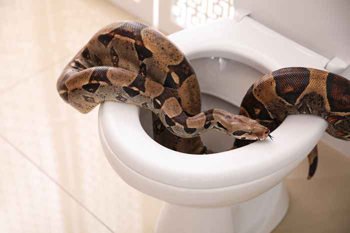 7 façons de résistant aux serpents votre salle de bain, selon les experts