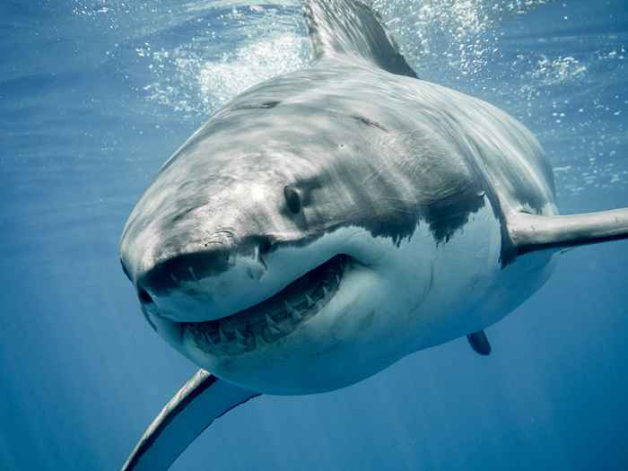 8 conseils de sauvetage pour éviter une attaque de requin