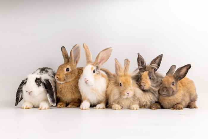 8 choses à savoir avant d'obtenir un lapin pour animaux de compagnie, selon les experts