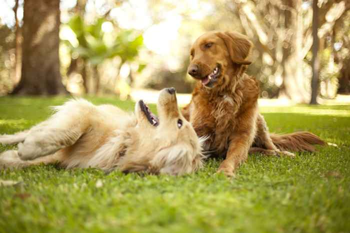 8 coisas que você nunca deve fazer no parque para cães, dizem os veterinários