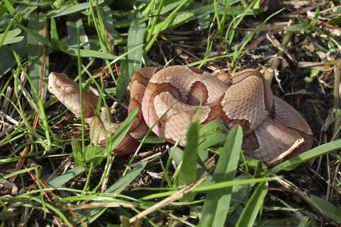 9 modi per respingere i serpenti il ​​tuo cortile, secondo gli esperti