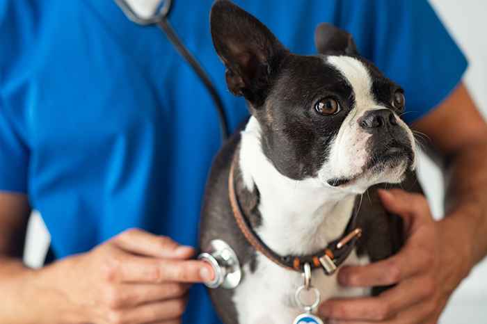 Um veterinário acabou de revelar as 5 raças de cães que ele nunca possuía