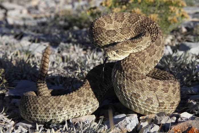 Avoir cela dans votre cour pourrait attirer les serpents à poil, disent les experts