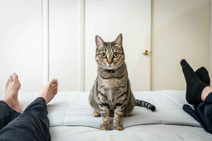 Eis por que seu gato está mordendo os dedos dos pés na cama, de acordo com os veterinários