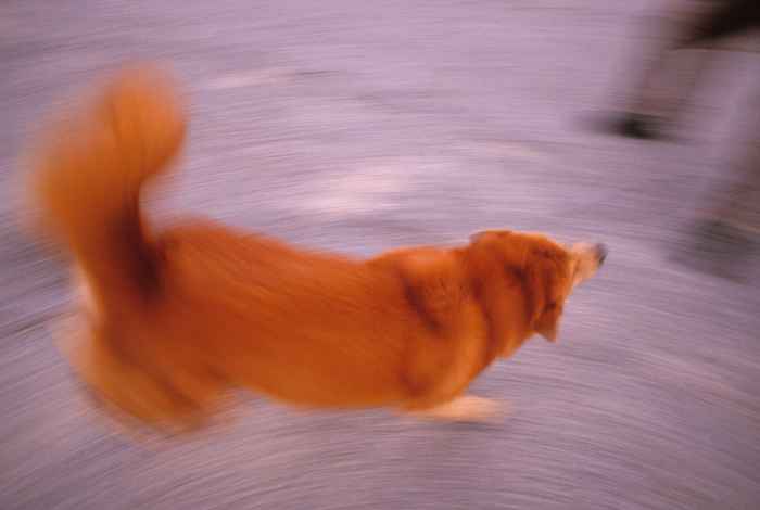 Voici pourquoi votre chien tourne vraiment en rond, selon les experts