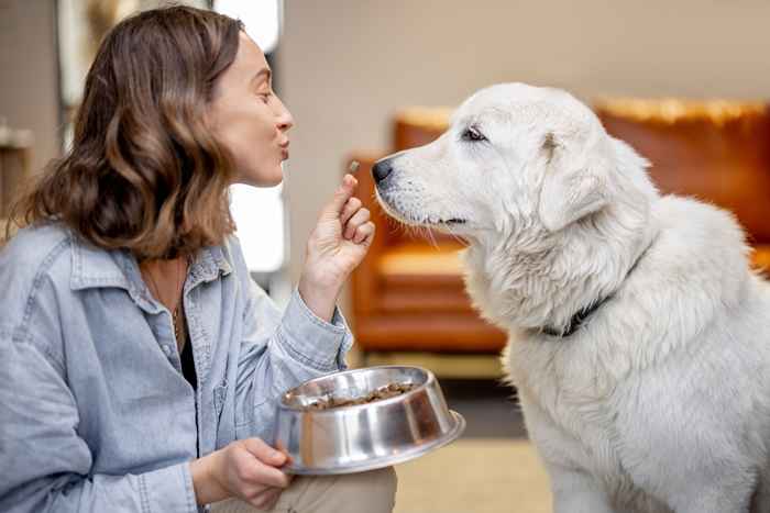 À quelle fréquence vous devriez vraiment nettoyer vos bols pour animaux de compagnie