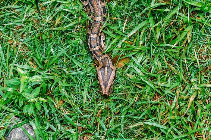 Comment repérer des trous de serpent dans votre cour et que faire si vous les trouvez