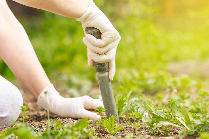 Wenn Sie diese gemeinsame Anlage in Ihrem Garten haben, beseitigen Sie sie jetzt, sagen Experten, sagen Experten