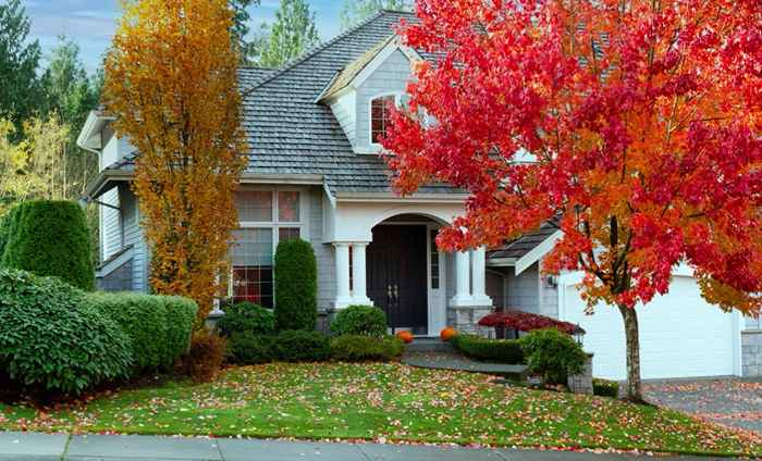 Si tiene este árbol común en su patio, prepárese para reducirlo, dicen las autoridades