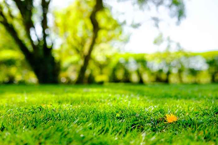 Wenn Sie dieses Gras in Ihrem Garten haben, töten Sie es sofort, sagen Experten, sagen Experten