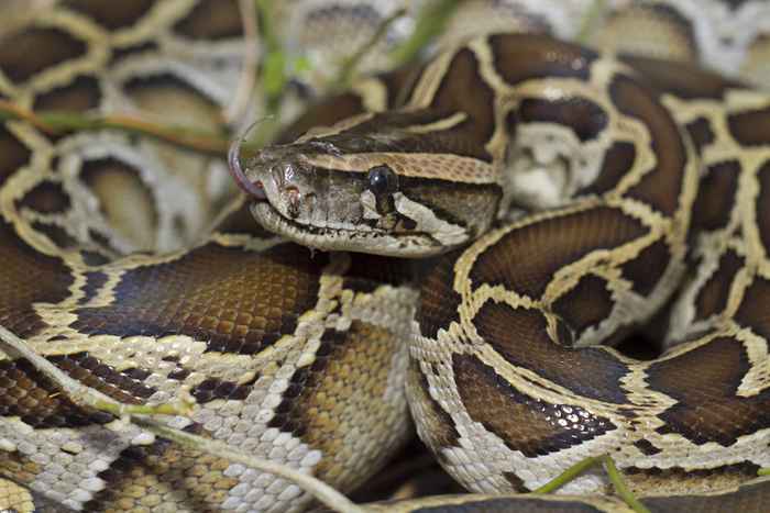 Si vous vivez ici, faites attention à des serpents échappés et à d'autres reptiles